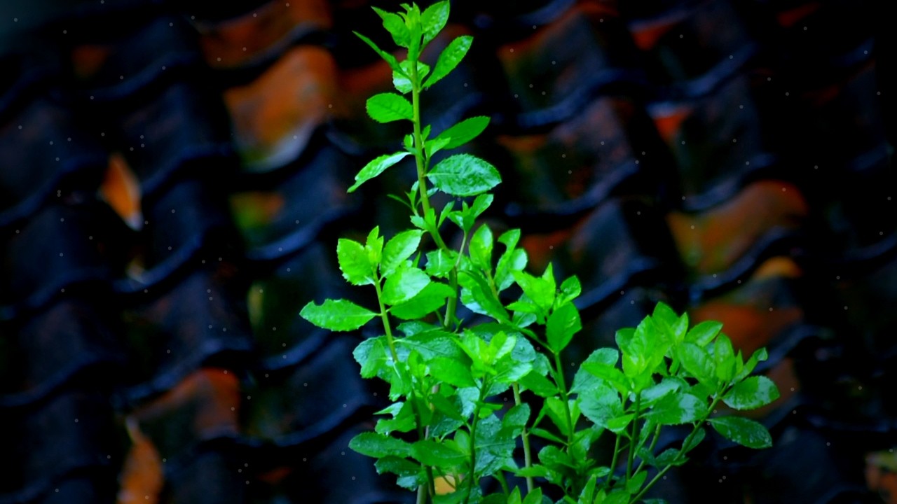 Nature's Electric Embrace: Heavy Rain, Lightning & Greenery