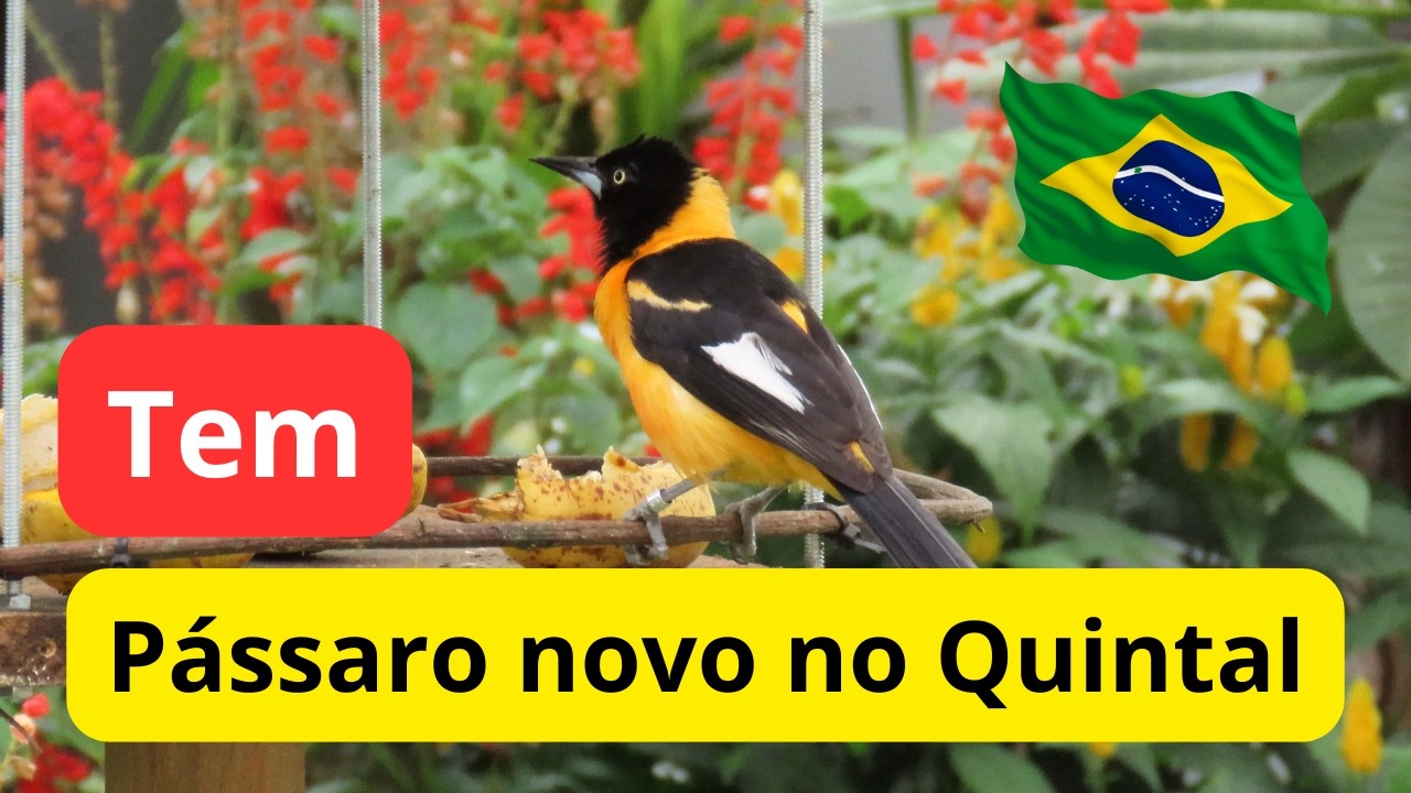 Comedouro Novo com Pássaro Novo no Quintal 🐦‍⬛🦜