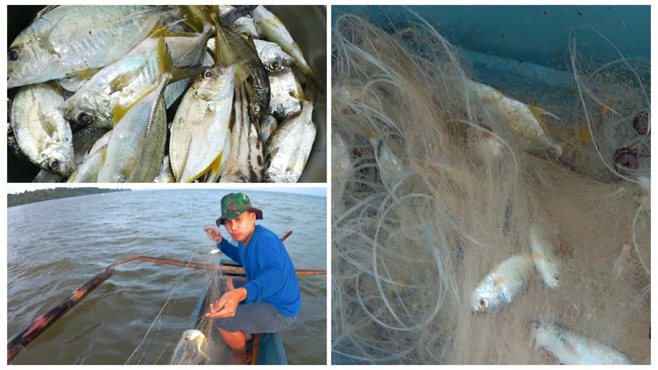 Catching Fish using Fish Net or Lambat  - Part 1 | Net Fishing