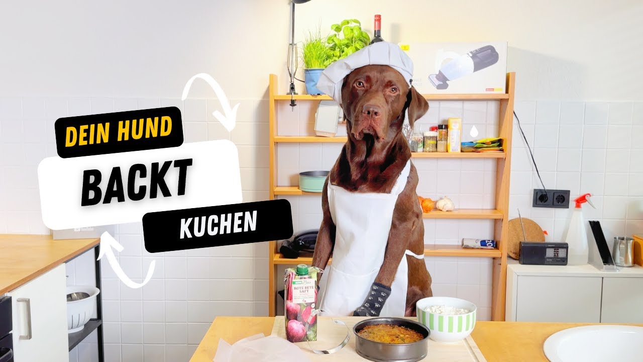 Wenn dein Hund einen Kuchen backt | Sam Labrador 😂 | So süß!