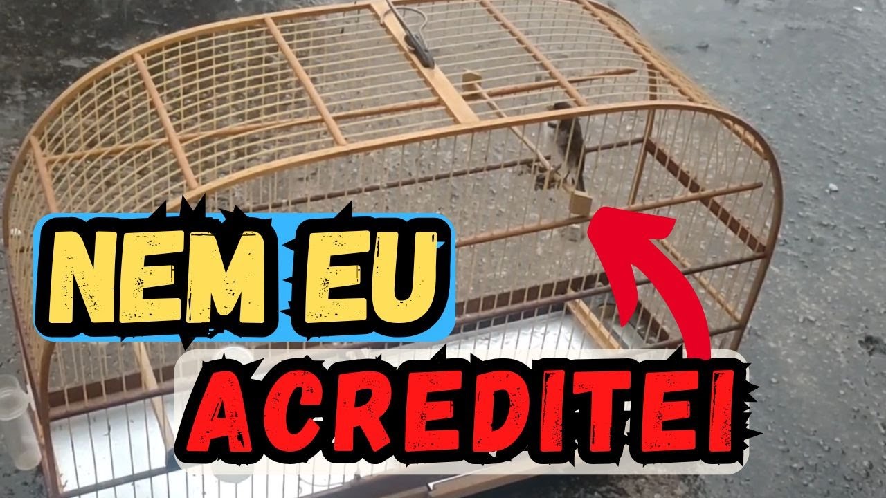 DESTRAVAR COLEIRO COM ESSE SEGREDO QUE NEM EU ACREDITEI