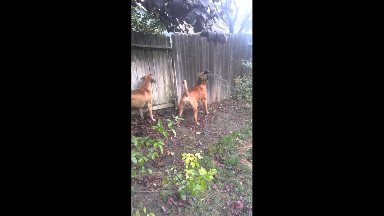 Boerboels gone wild!