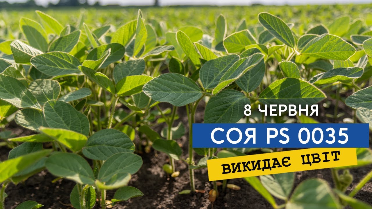 Соя починає цвісти, чекаємо на дощик. Ранній посів канадського холодостійкого сорту PS 0035