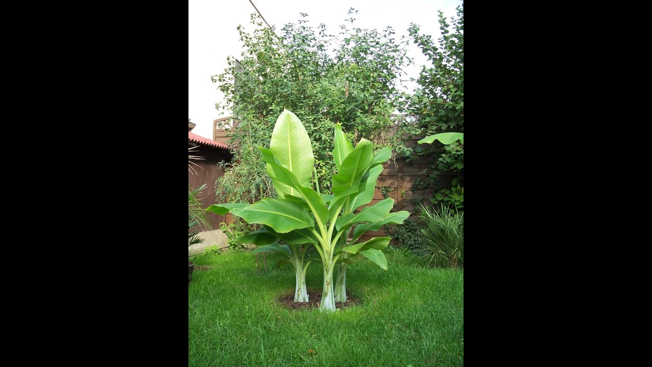 Ensete glaucum & inne banany