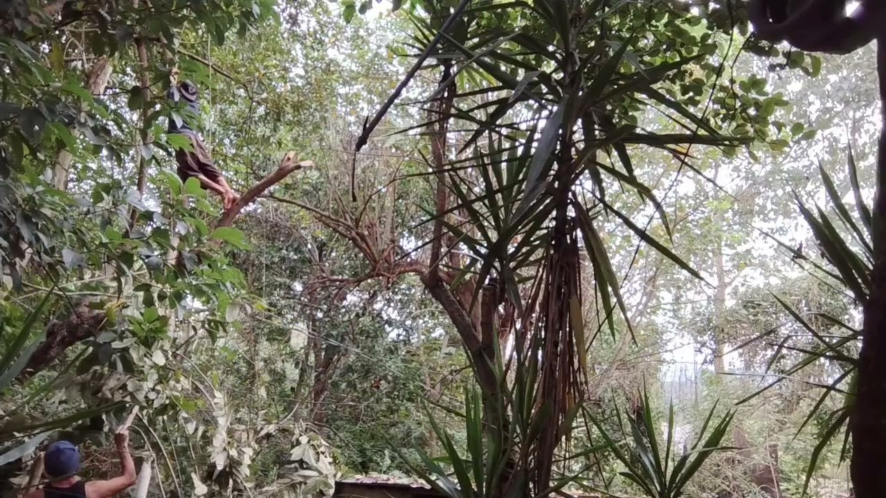 cortando las ramas del árbol porque peligran  caer ala 🏡