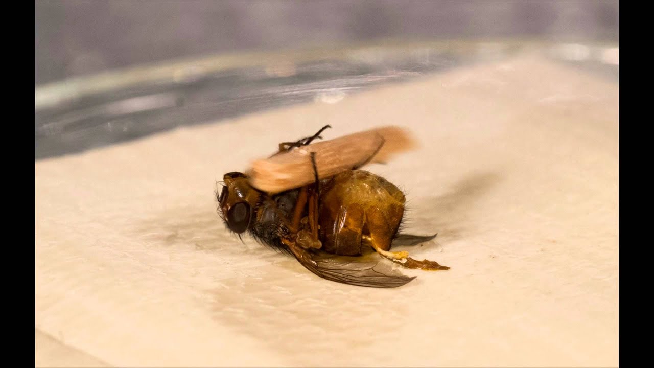 The Acrobatic Fly