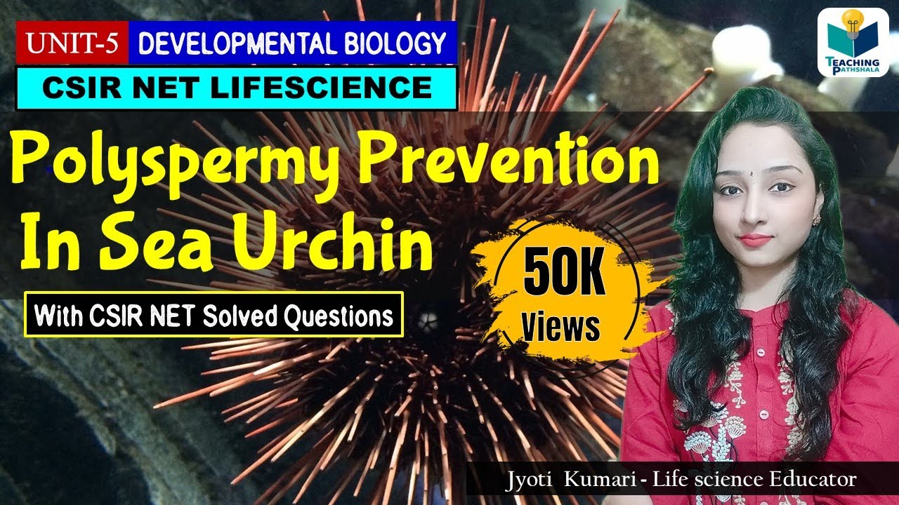 PREVENTION OF POLYSPERMY IN SEA URCHINS |FAST AND SLOW BLOCK |CSIR NET|DEVELOPMENTAL BIOLOGY