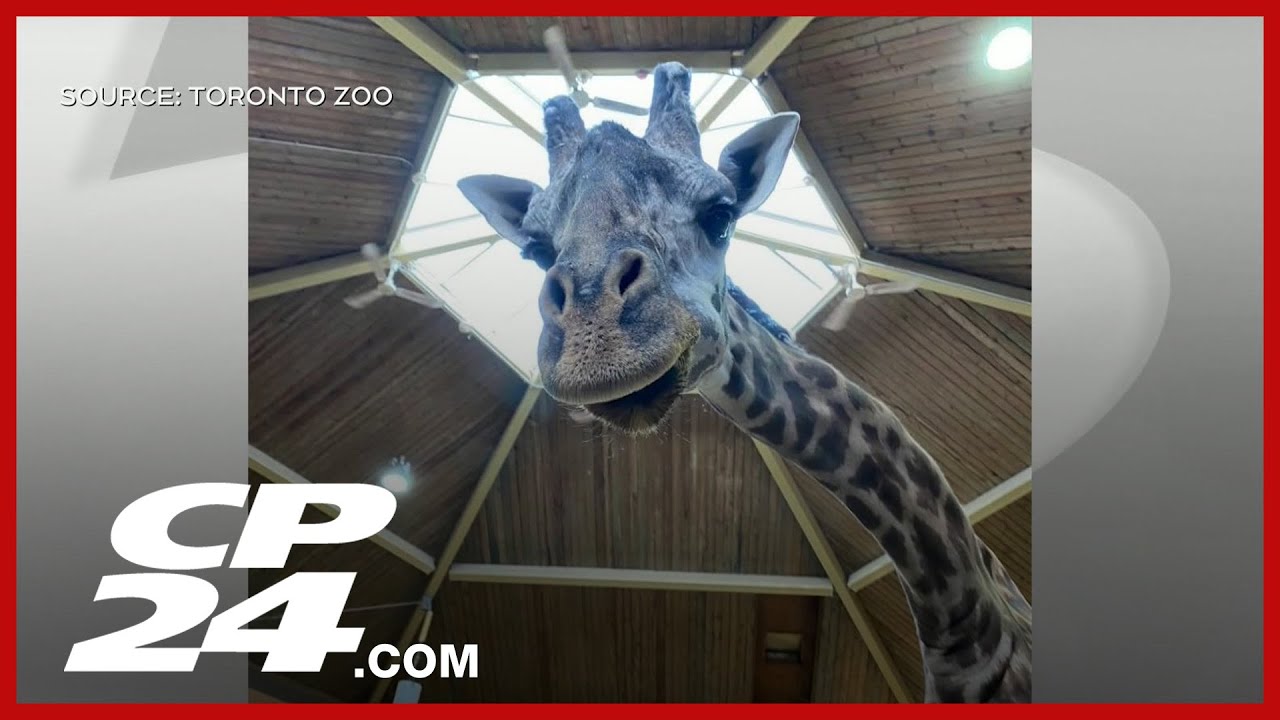 Masai giraffe dies after injury in Toronto Zoo, officials say incident was ‘totally unexpected’