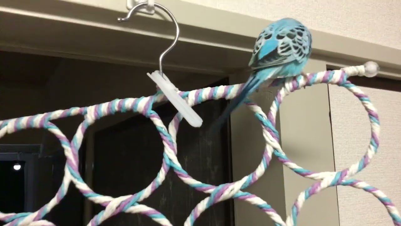 Blueberry the budgie & pudding the cocktail exercise day climbing bird toy!!🥰🥰🥰🥰🥰