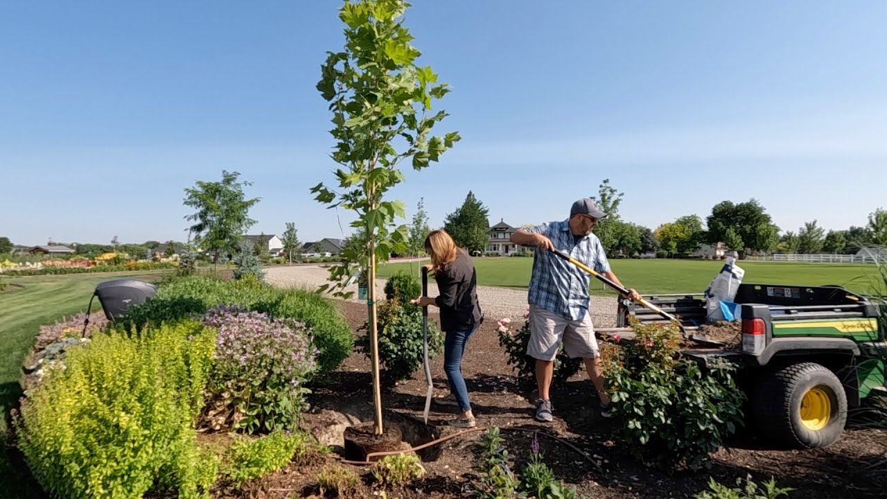 This Will Be Our Largest Shade Tree!!! 🤩🌳 (+ Planting a Ton More Zinnias!) 🌸  // Garden Answer