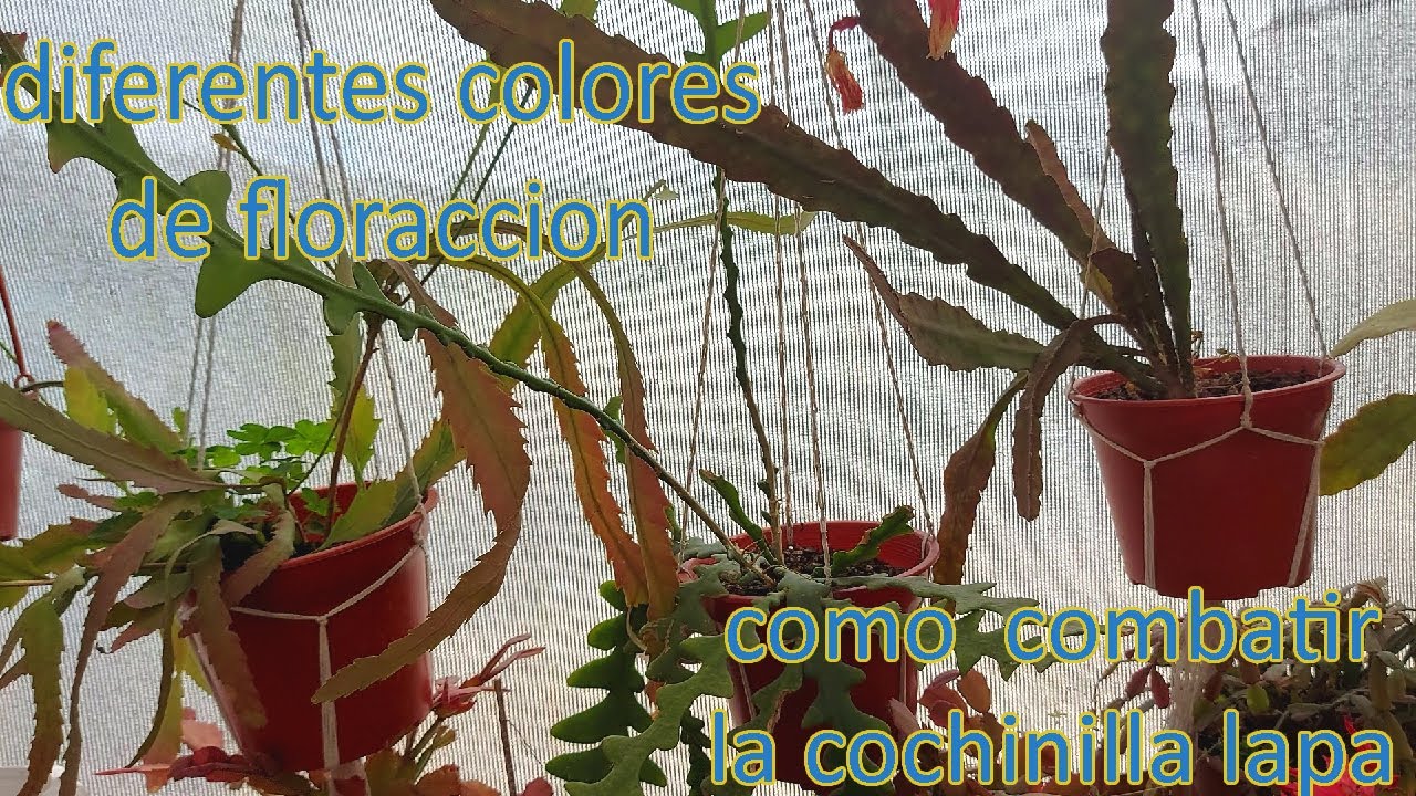 Como cuido mis Epiphyllum para que florezcan