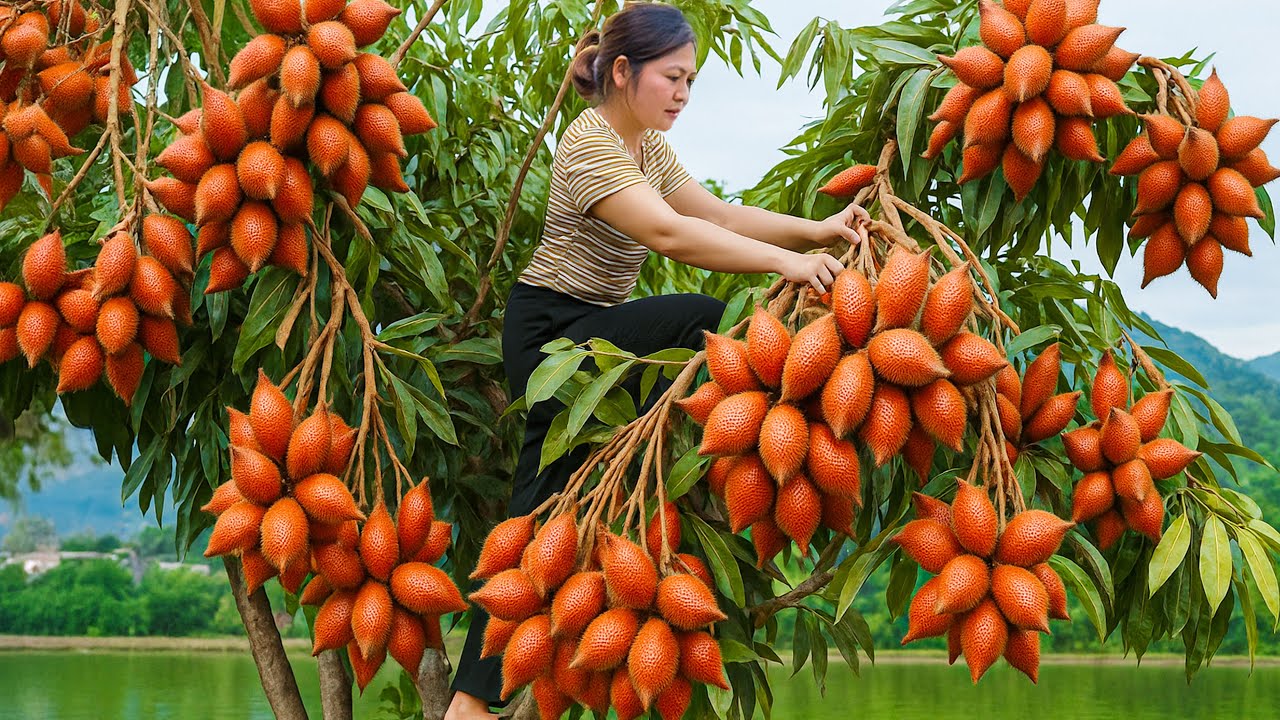 Harvesting Wild Thai Rattan Fruit to Sell, Country Girl's Scary Salad! Would You Eat This?
