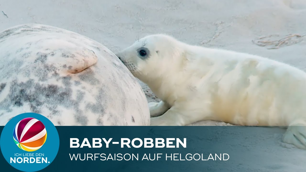 Kegelrobben-Babys auf Helgoland