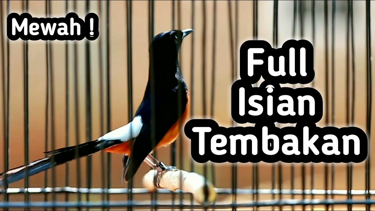 MURAI BATU GACOR FULL ISIAN TEMBAKAN MEWAH, MASTERAN MURAI BATU LOMBA