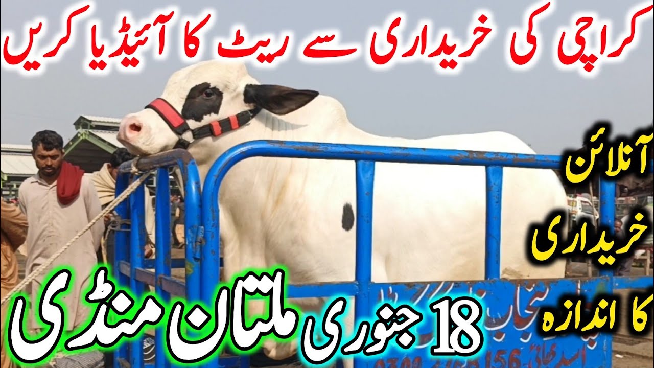 Today Fresh Multan Cow Mandi Latest Update | Sahiwal Cholistani Bachre | Cow Mandi 2025 | Chand TV 🔥