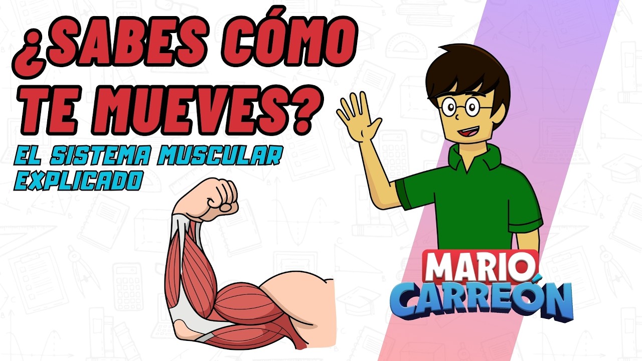 ¿Sabes cómo te mueves? El sistema muscular explicado
