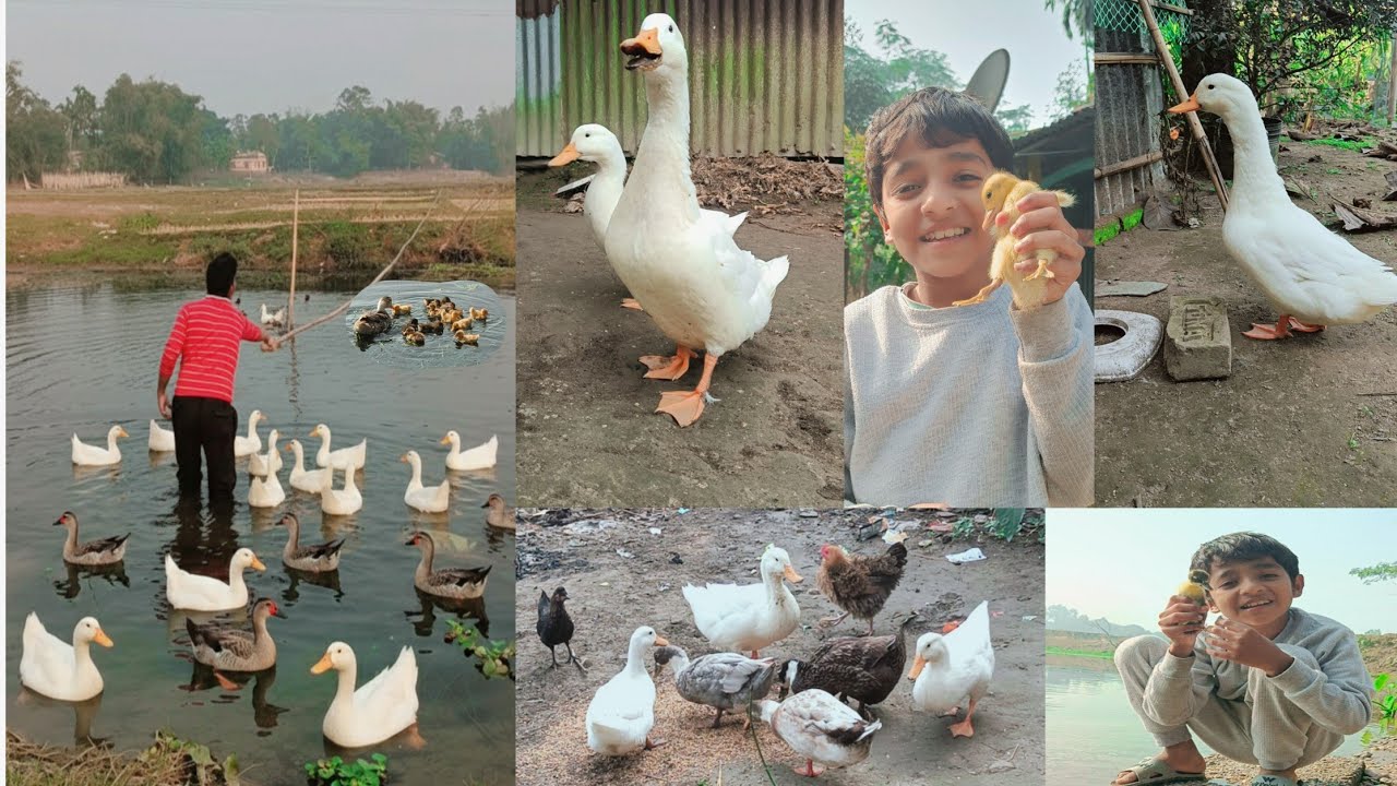 I lost my duck baby 😭 সব হাঁসের বাচ্চাগুলো হারিয়ে গেল বন্ধুরা😭🪿 #ducklingspro #duckfarming #duck 