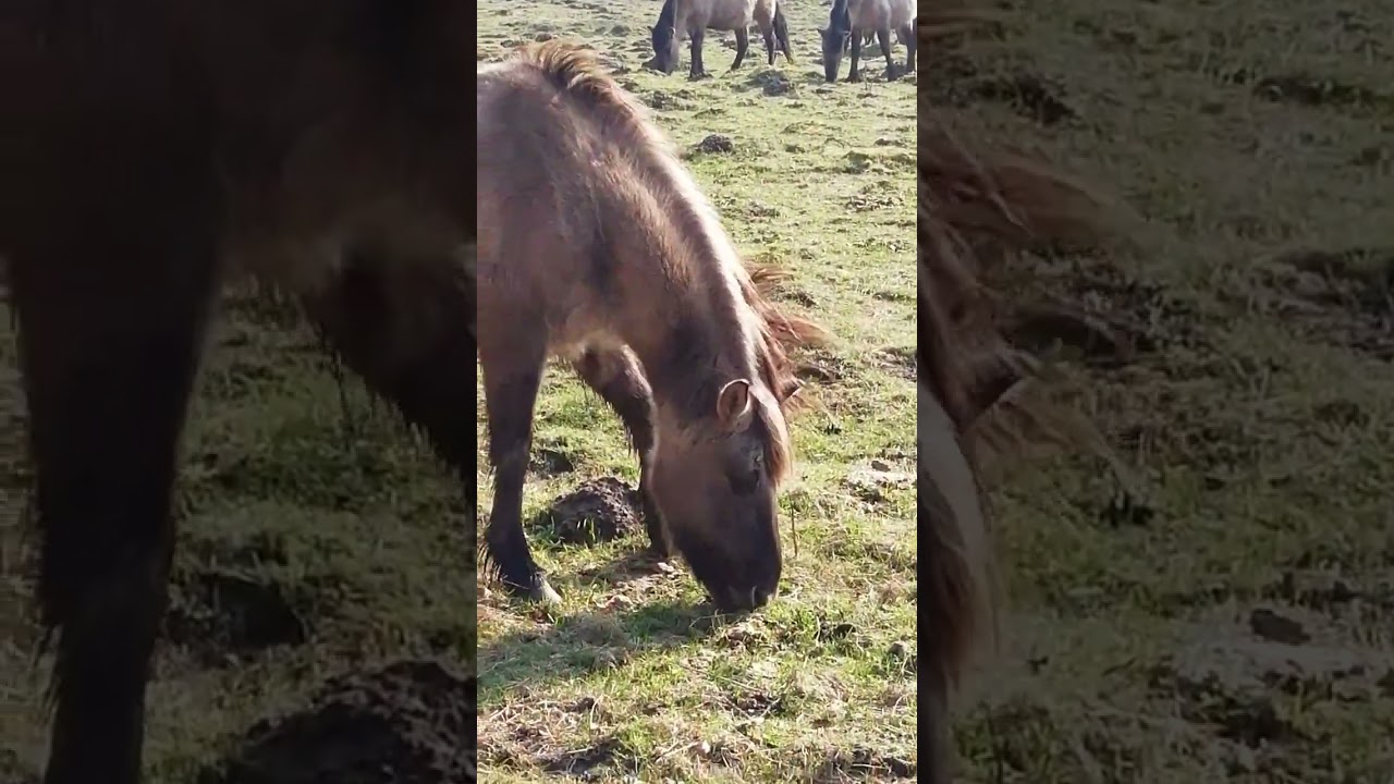 Konik Pferd Koniks Wildponys Wildpferd Wildpferde Herde Pferde Geltinger Birk  pony ponys Fohlen