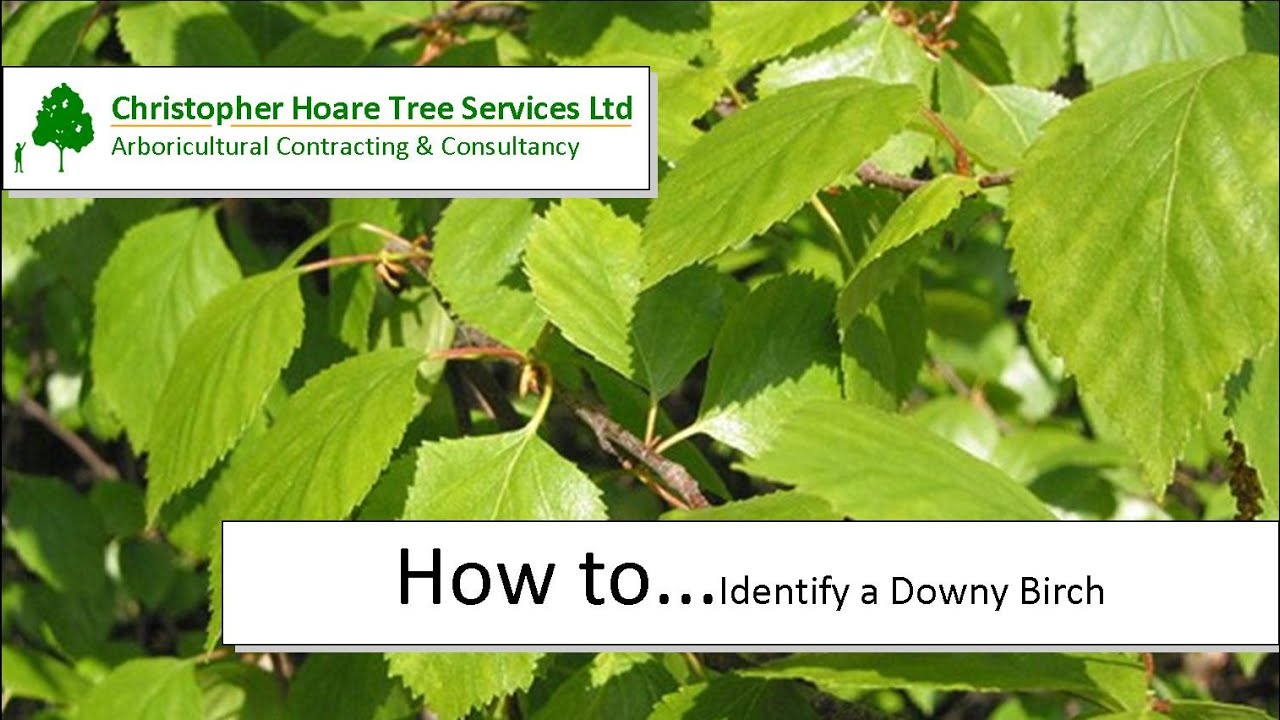 How to identify a Downy Birch