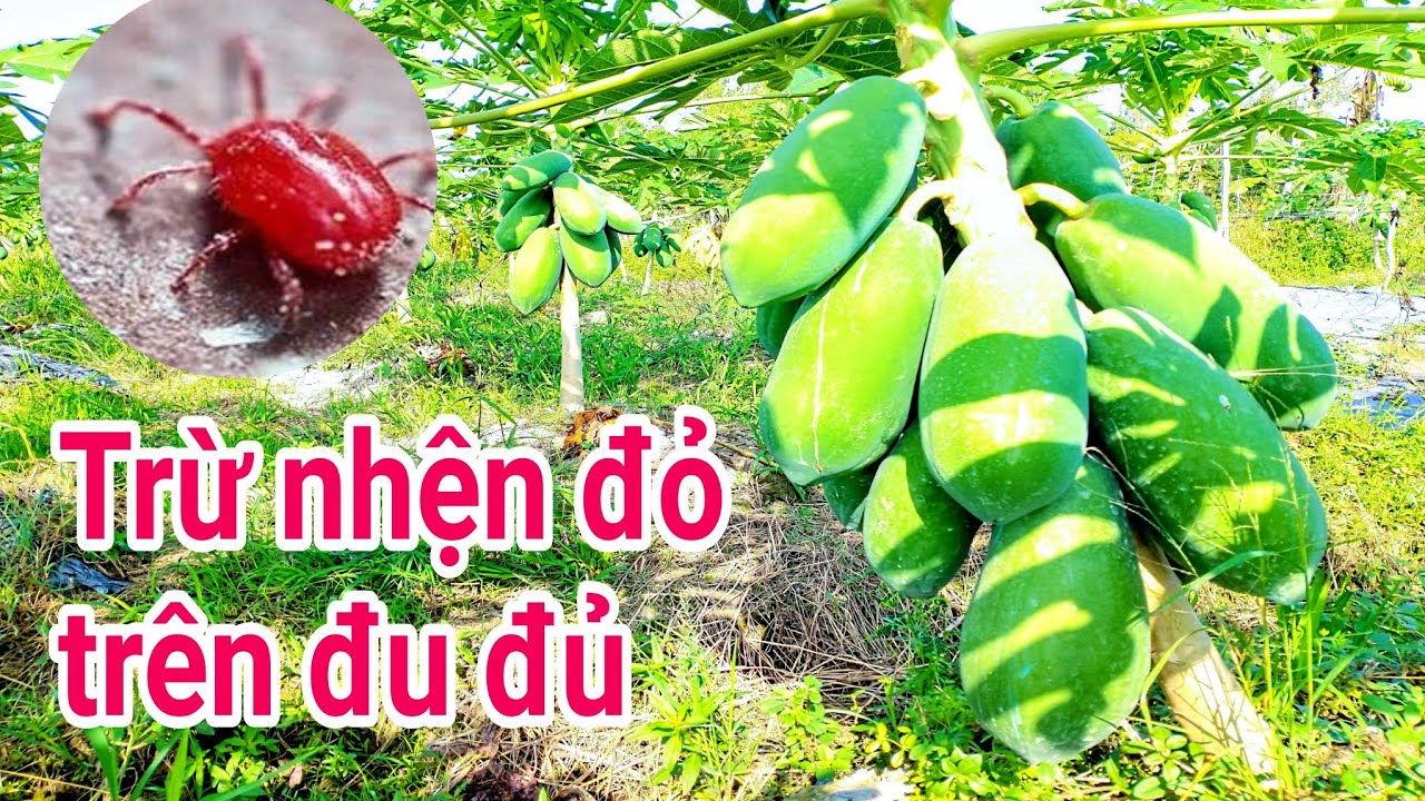 Kỹ thuật trồng đu đủ: P32-Phòng trừ nhện đỏ giai đoạn đu đủ đậu trái