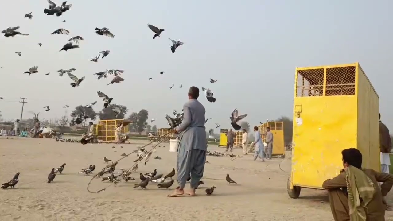 Amazing Pigeon Competition | 2,000 Pigeons on Each Side Flying Together!