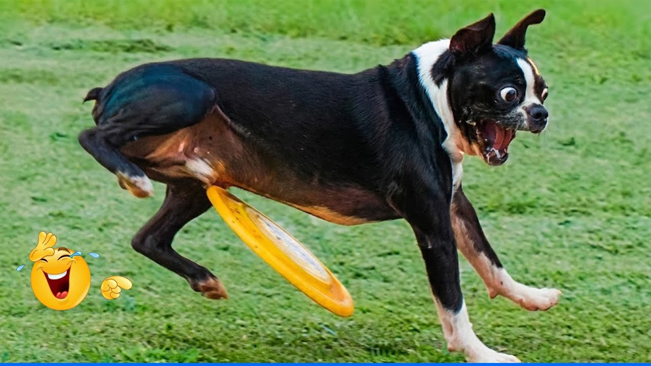 You Will Die Laughing At These Dogs😹🐶  The Funniest Dog Moments Compilation 🐾