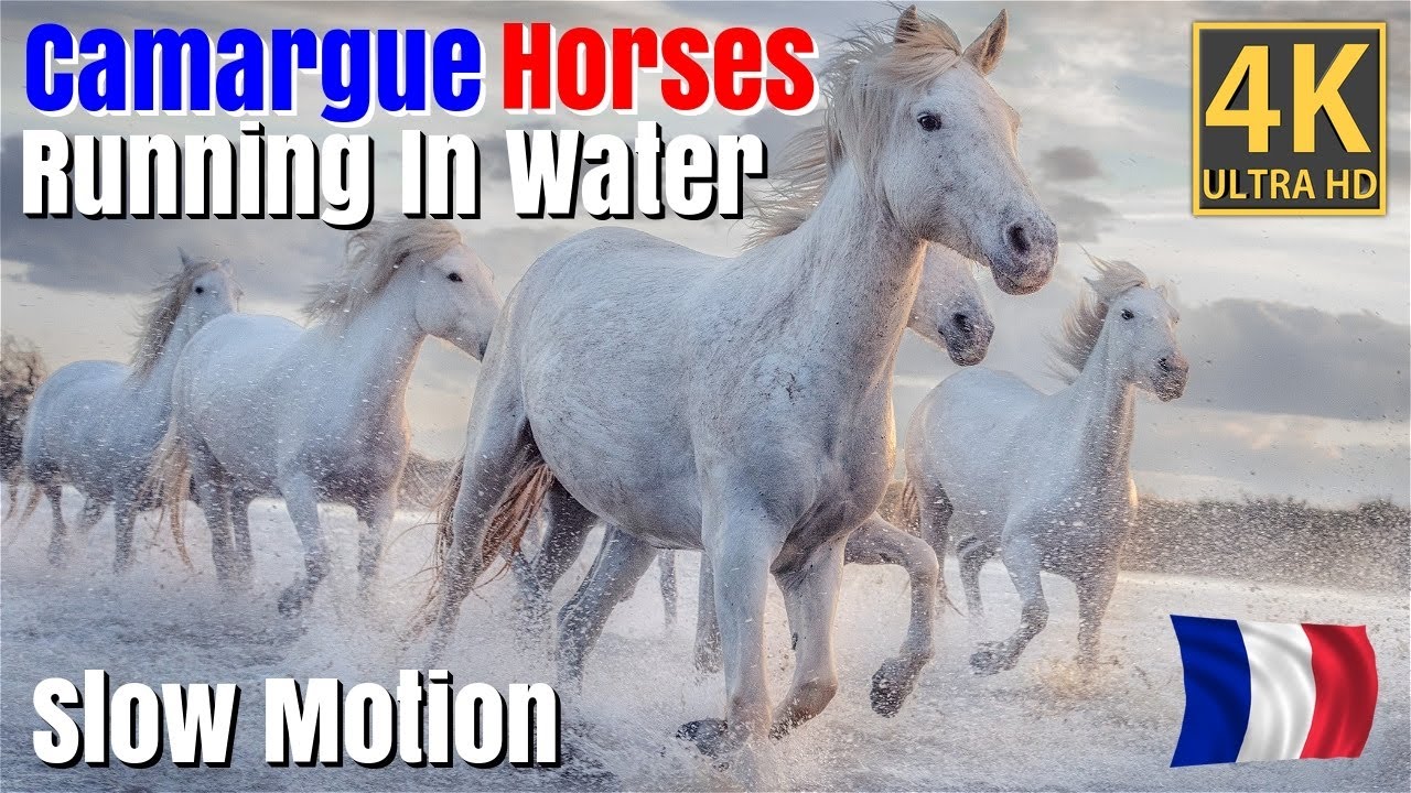 Camargue Horse Running In Water |  Slow Motion