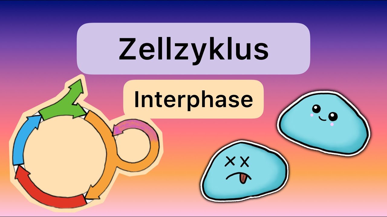 Der ZELLZYKLUS Teil 1: Interphase