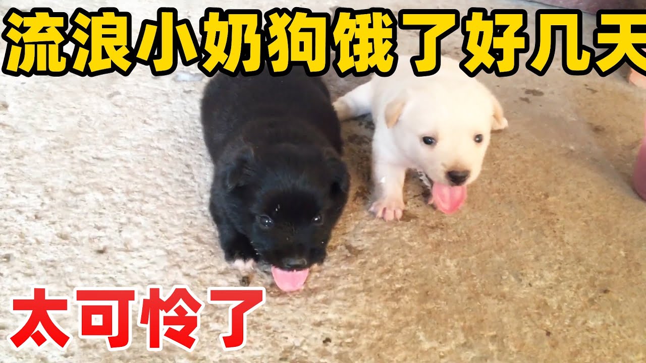 朋友送来2只流浪小奶狗，饿了2，3天没吃东西，太可怜了