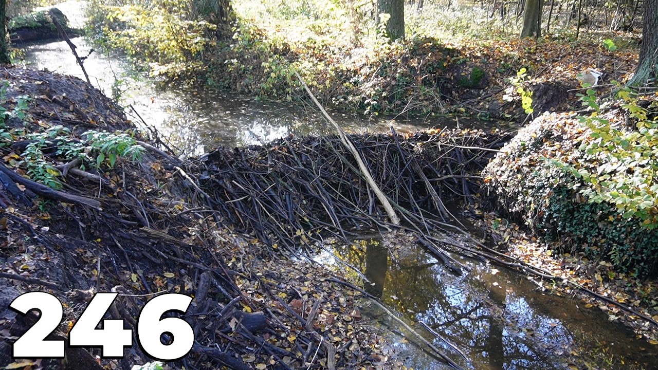 A Calm And Relaxing Video - Manual Beaver Dam Removal No.246