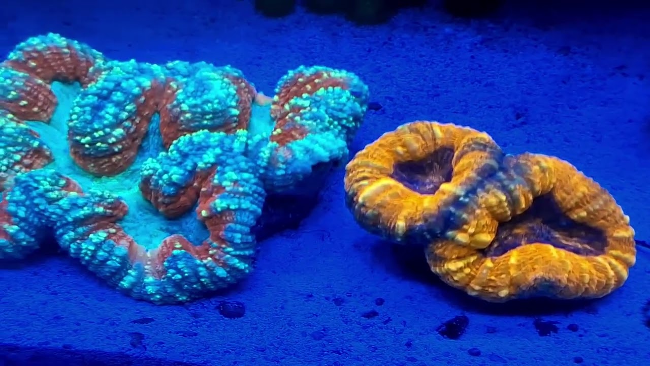 Scende la notte nel mio acquario marino 