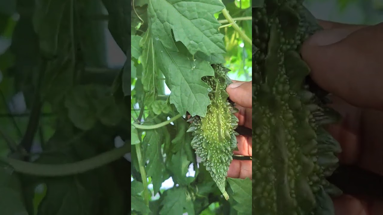 সুৰুঙা পদ্ধতিৰে  কৰা তিতাকেৰেলা  খেতি....#kalash seed#biswanath_agrifarm