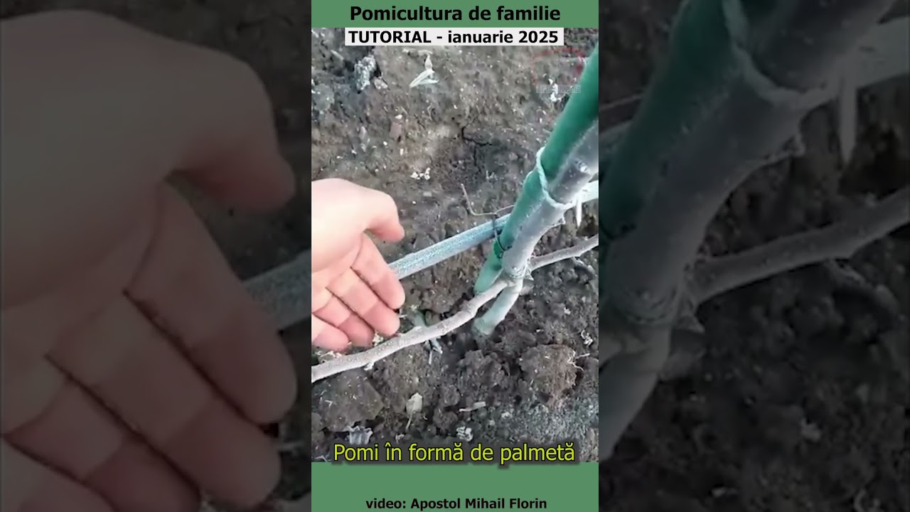 Pomicultura de familie - Pomi în formă de palmetă