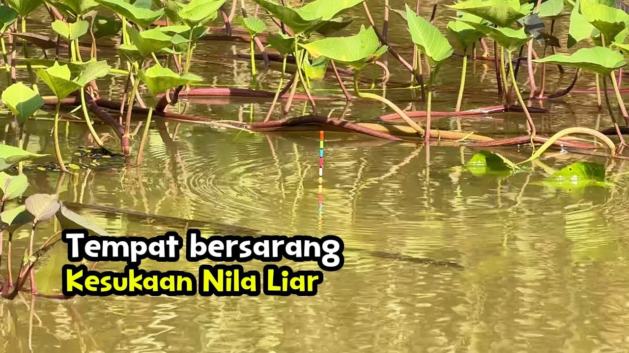 Tempat bersarang kesukaan nila liar