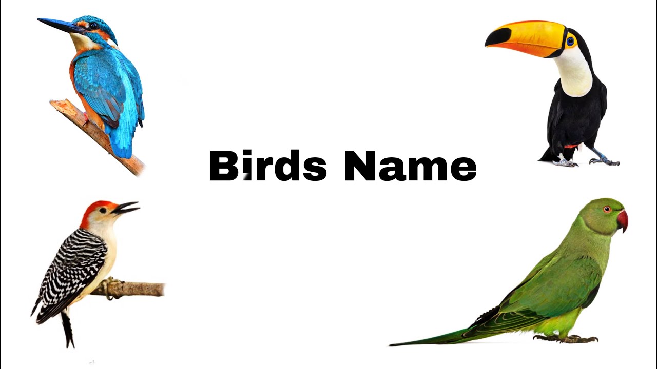 Birds Name for kids | preschool learning | English vocabulary | Flashcards for kids | birds name