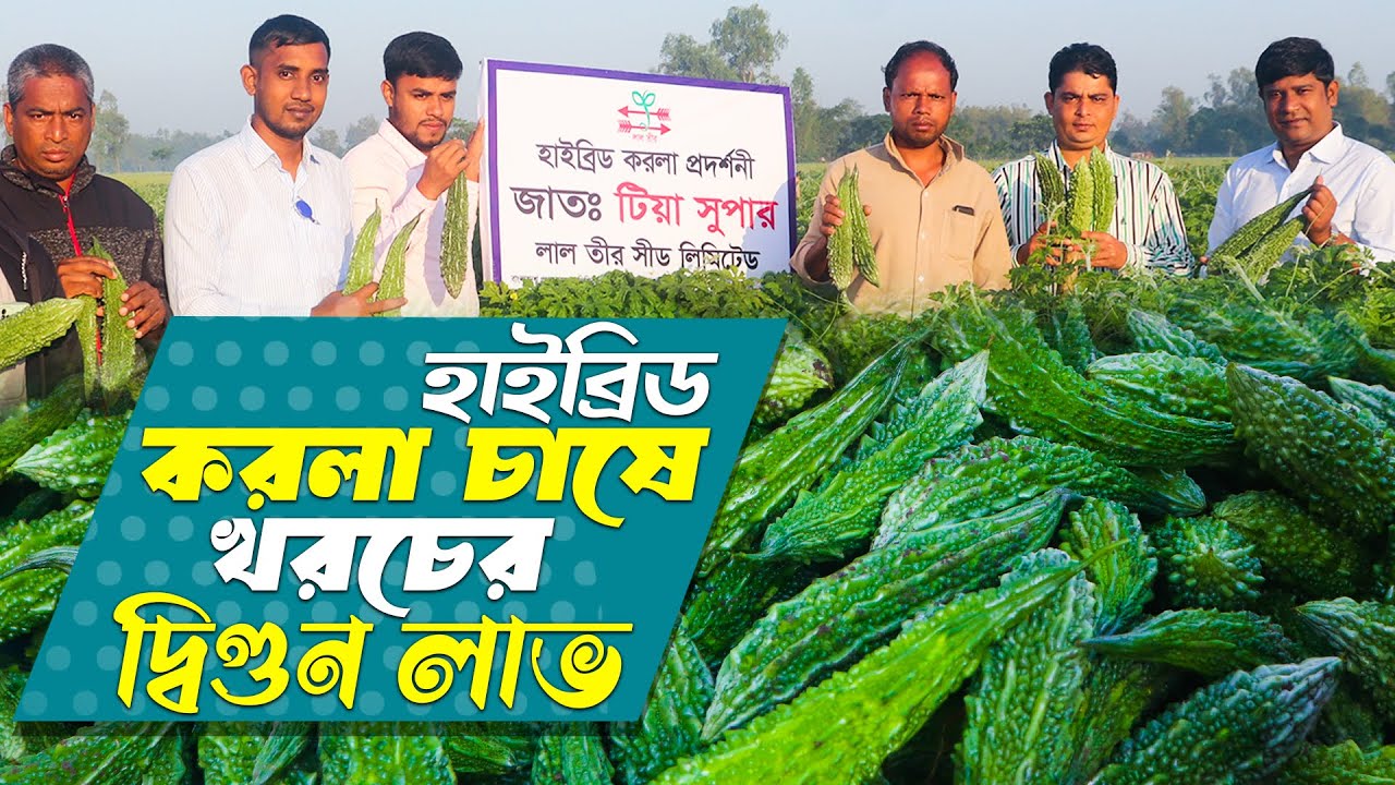 খরচের দ্বিগুন লাভ - হাইব্রিড জাতের করলা চাষে বাম্পার ফলন | করলা চাষ পদ্ধতি | Bitter Gourd Farming