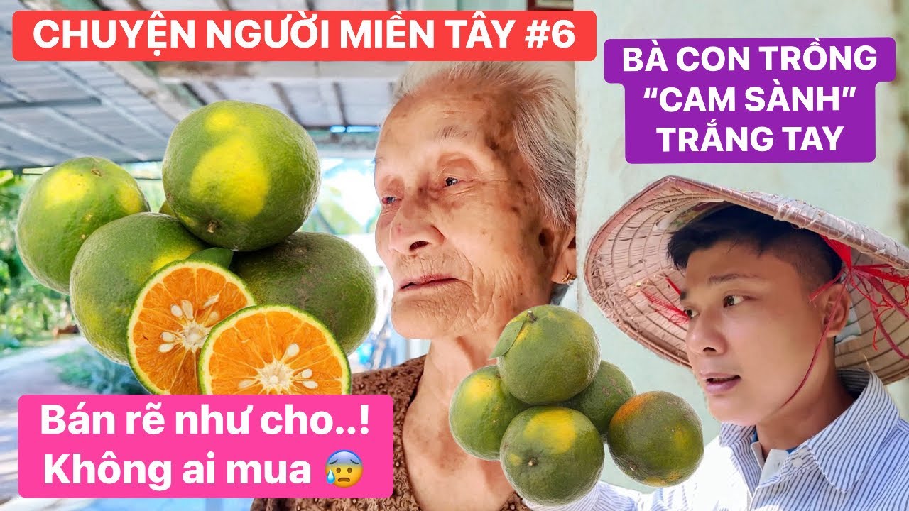Chuyện Người Miền Tây #6 | Cam sành ở Vĩnh Long giá rẽ như cho bán không ai mua, người dân khóc ròng