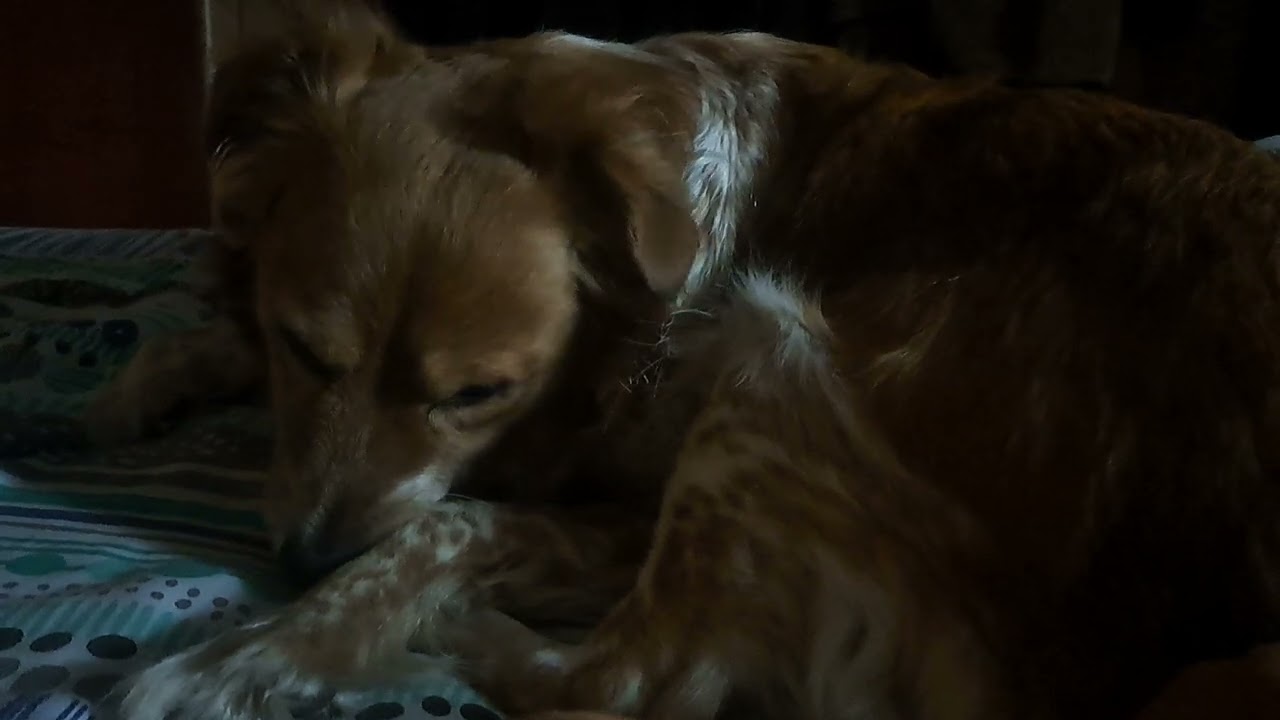 my dog bites nails part 8