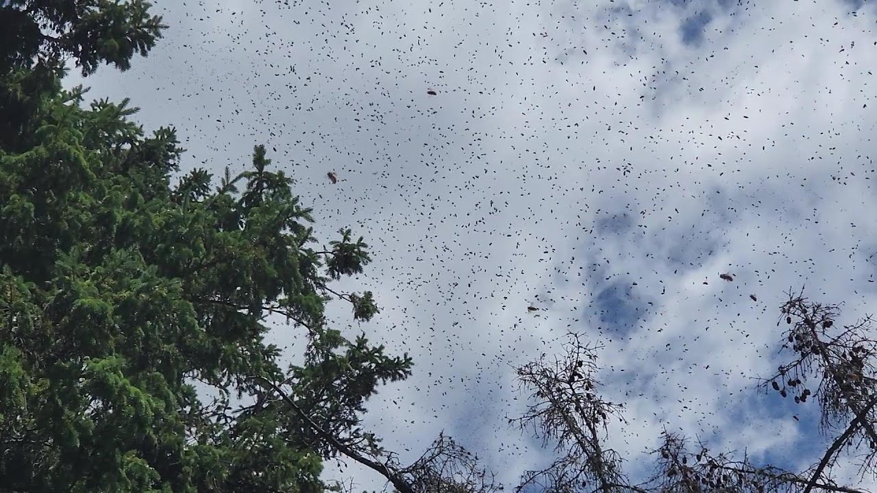 Lunch time Swarm