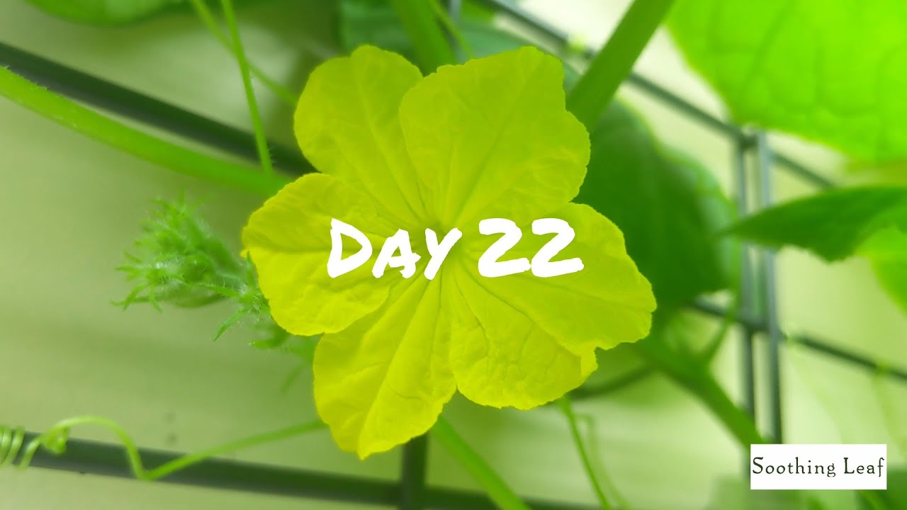 How To Grow Hydroponic Cucumbers Indoors | DWC Day 22
