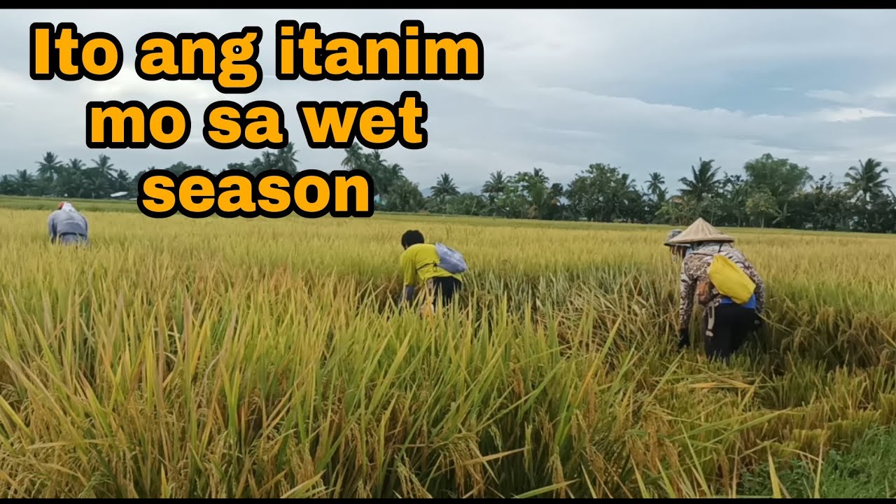 Pag-aani ng palay, ang magandang binhi ngayong wet season. Alamin!!