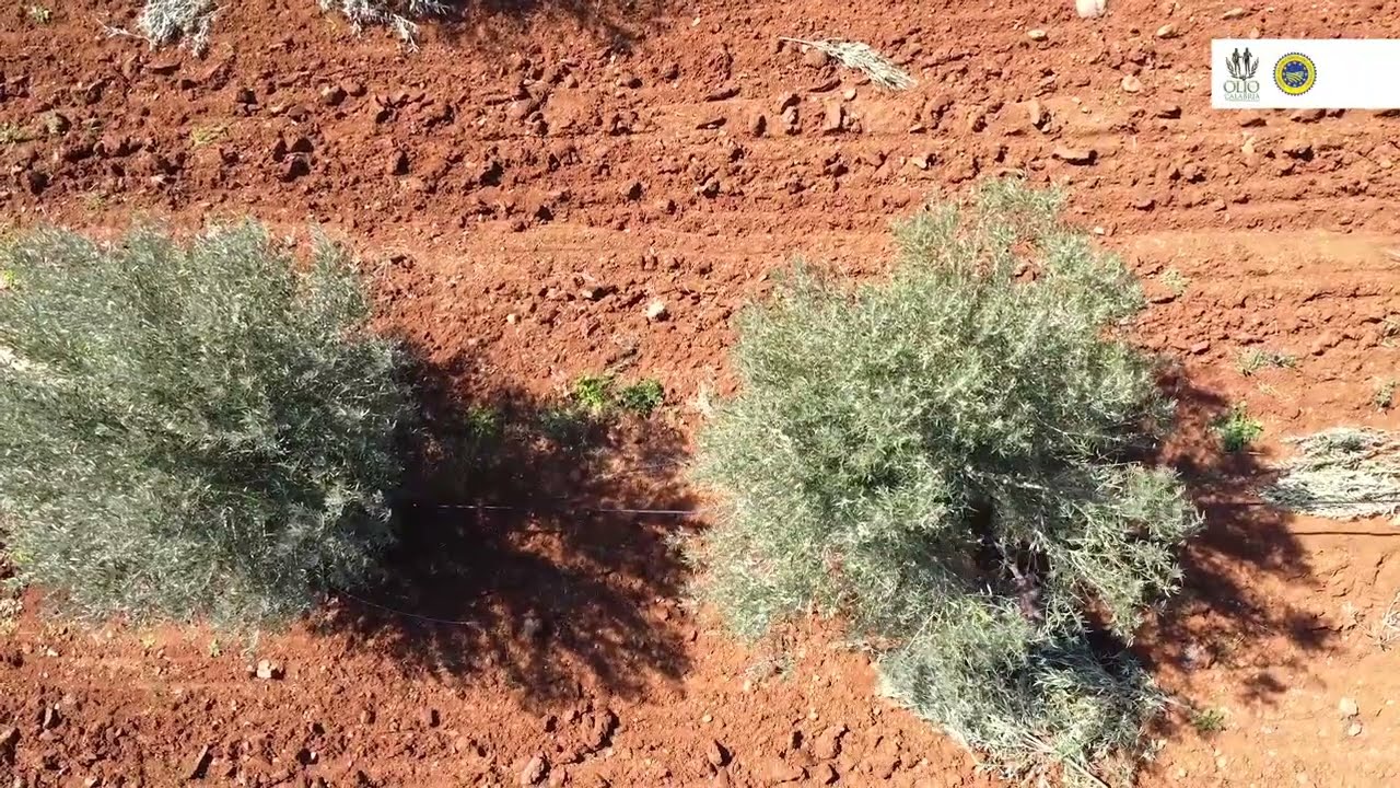 Consorzio Olio di Calabria IGP - Cibus 2022