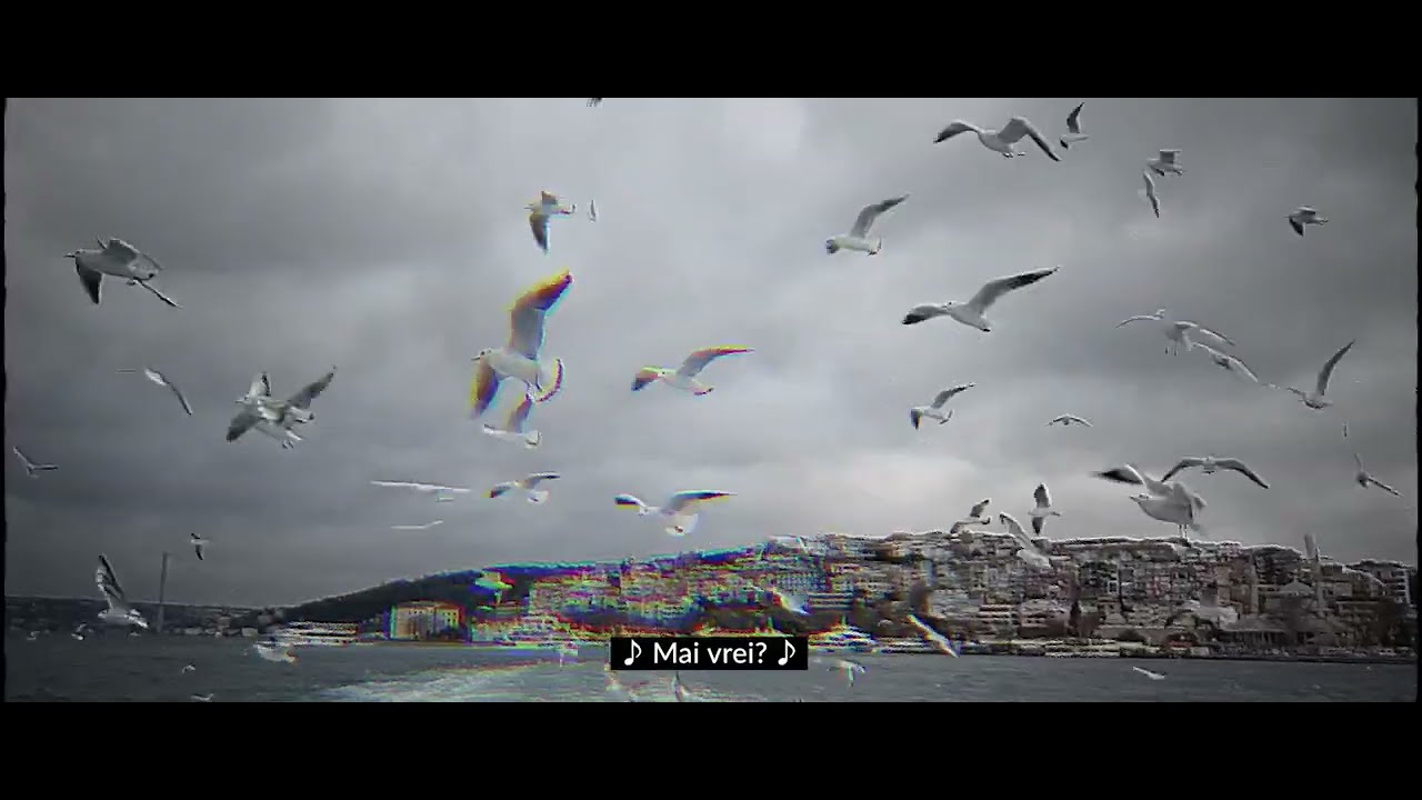 om la lună — Pescărușii zboară (Official Visualiser)