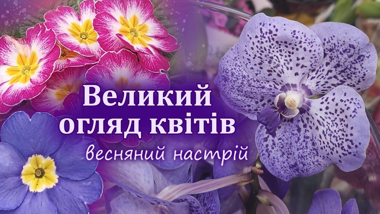 Огляд рослин в Епіцентрі. Квіти до весняних свят. Що цікавого, що новенького.
