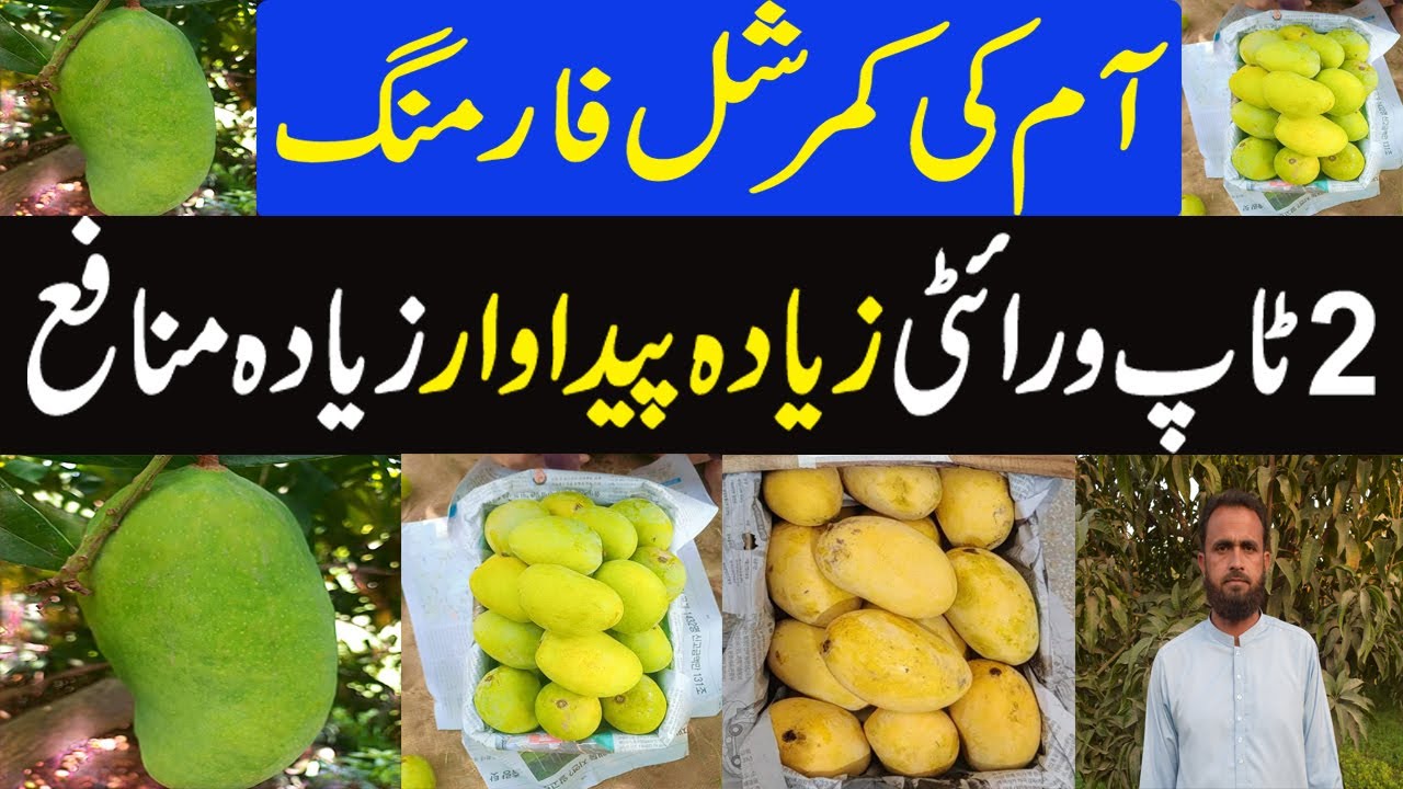 Best mango Variety for commercial Farming | Best Mango Variety In Pakistan ||