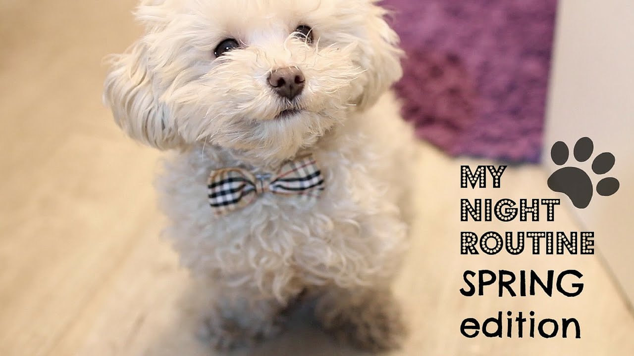 My Night Routine Spring Edition ITA | for Dogs | feat. Moki