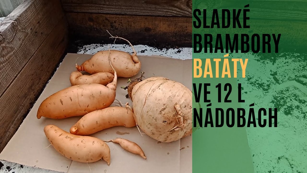 Batáty v nádobách