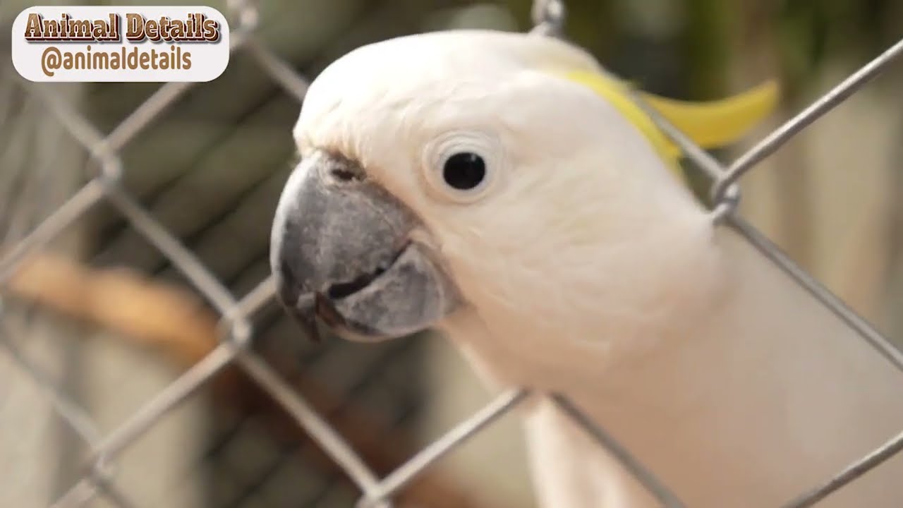 Sulphur Crested Cockatoo Facts, Diet, Habitat | Animal Details