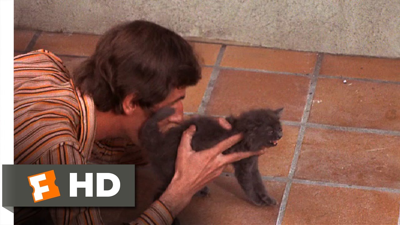 Day for Night (1973) - A Cat That Can't Act Scene (4/10) | Movieclips