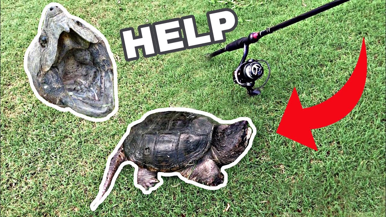 Snapping Turtle FIGHTS Back
